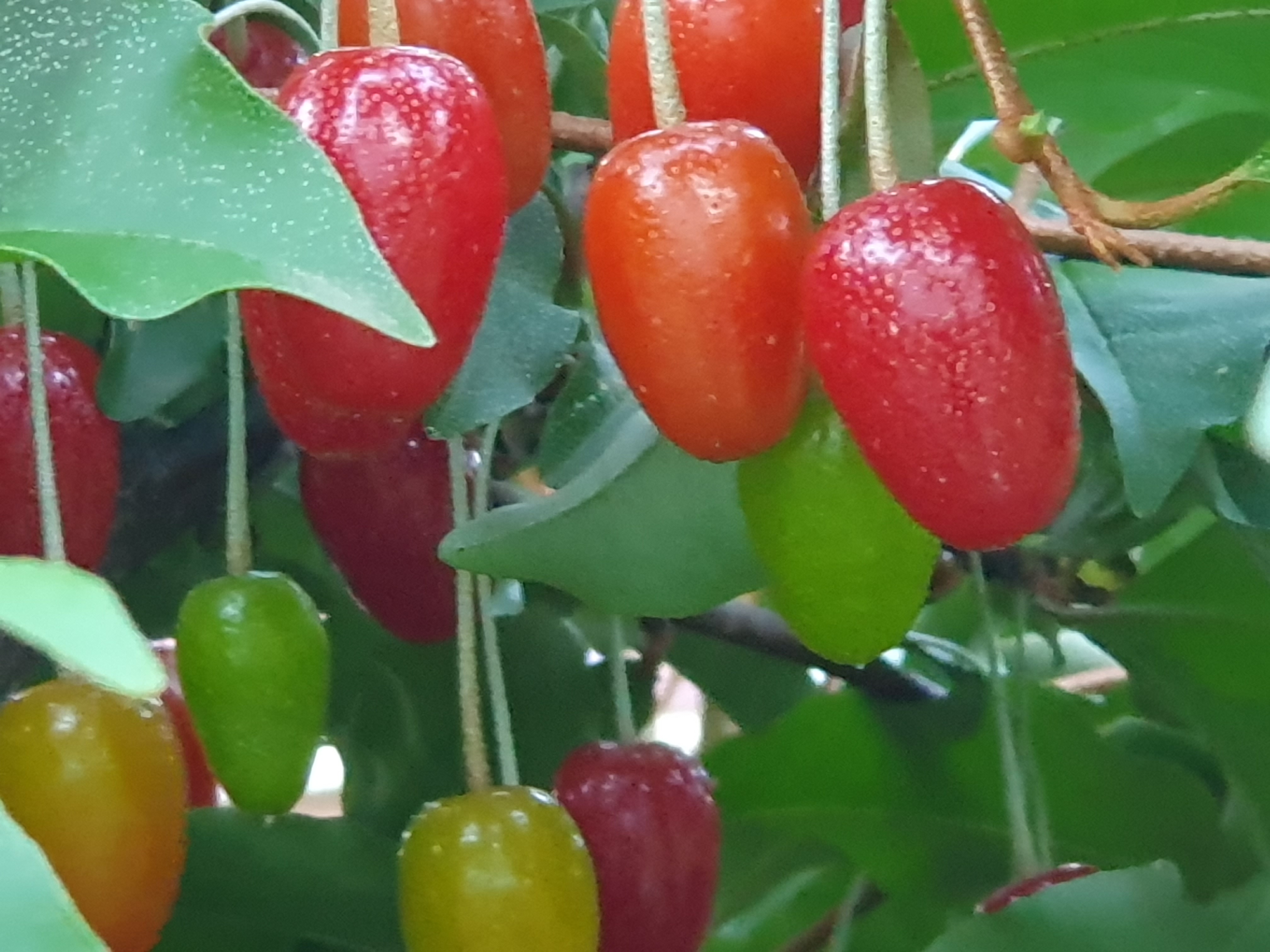 보리수 열매