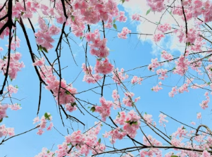 비가 와도 괜찮아! 벚꽃잎 흩날리는 촉촉한 봄날의 감성 사진 찍는 꿀팁