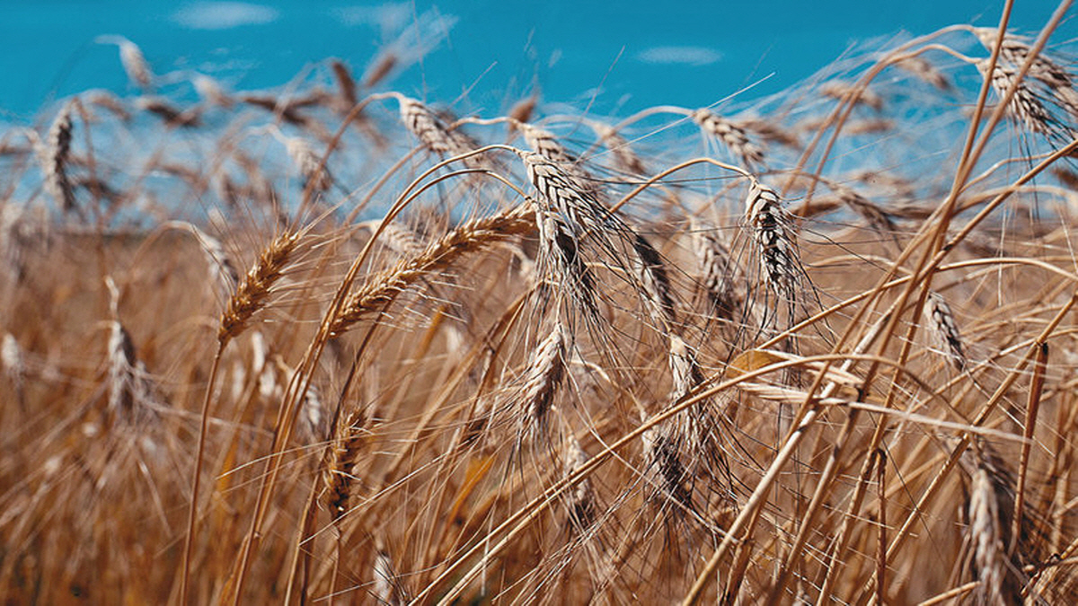 푸른 하늘 아래에서 자라는 카뮤트 밀밭
