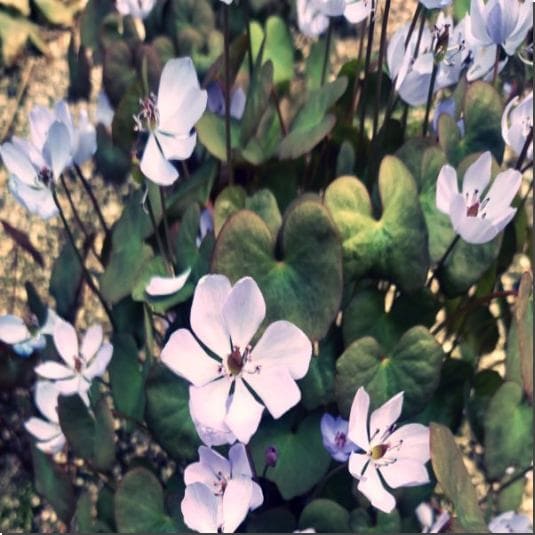 황련 효능 및 활성 성분 먹는 법과 주의점