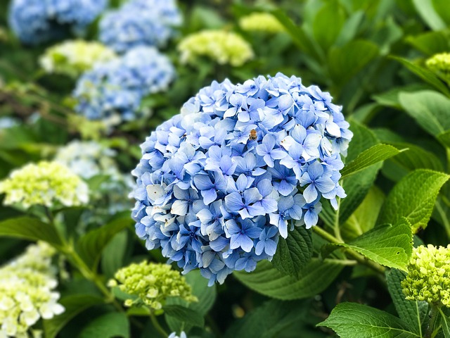 수국