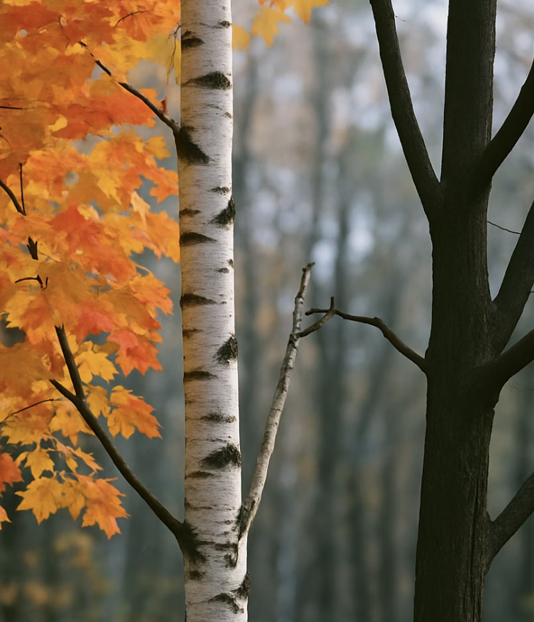 단풍나무&amp;#44; 자작나무와의 경쟁