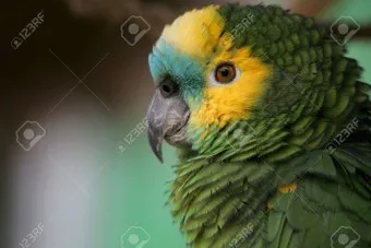 앵무새 분양 가격 키우기 분양 수명 먹이 성격 종류_5