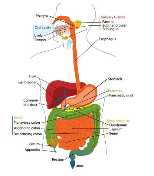 롯데손해보험-주가전망