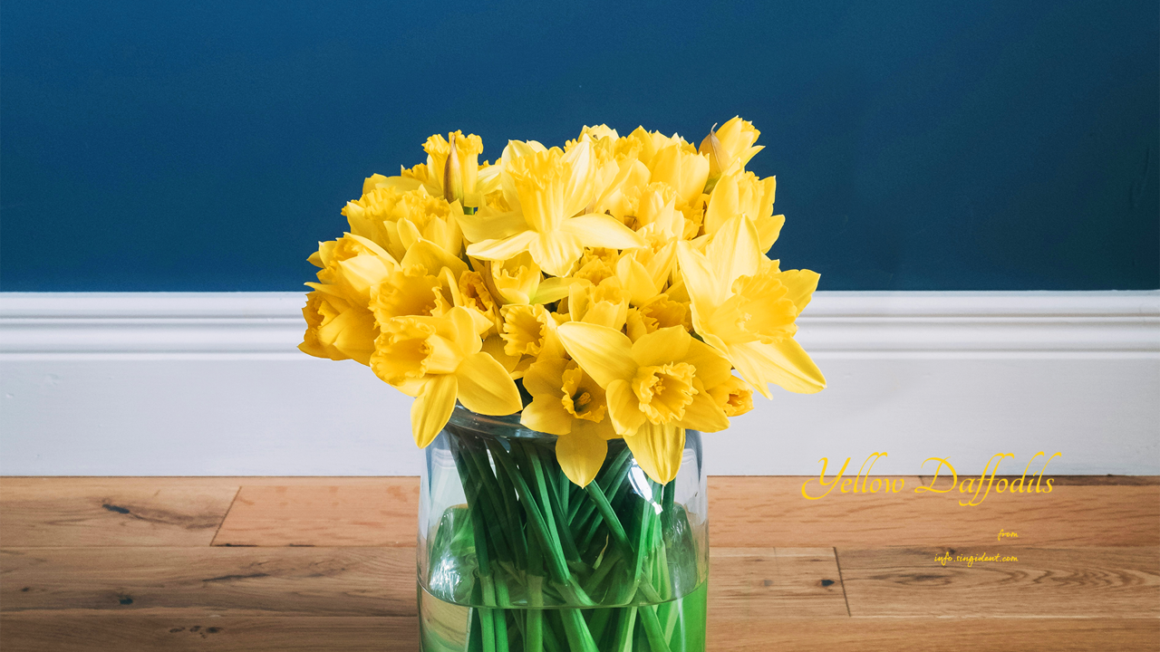 03 노란색 수선화 남색배경 C - Yellow Daffodils 봄배경화면