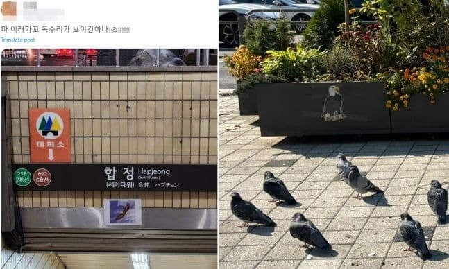 합정역-비둘기-사진