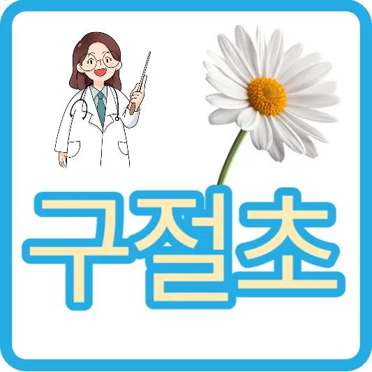 구절초 효능 효과 부인병 냉증 여성 건강 심혈관질환