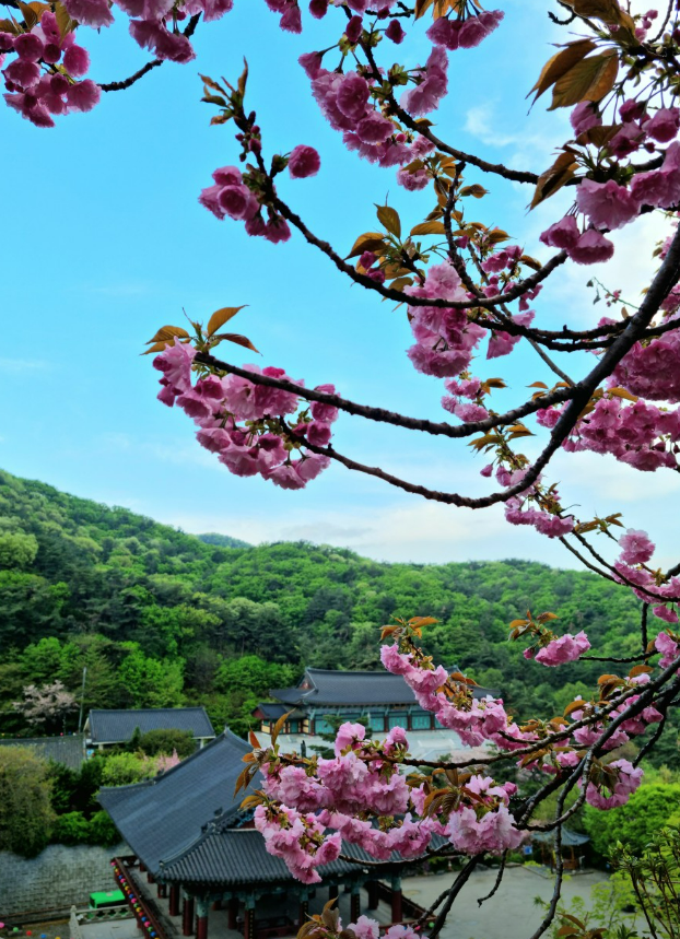 충남 벚꽃 명소 드라이브 코스 베스트 5 (각원사, 원성천, 공주 동학사, 서산 문수사, 서산 개심사 )