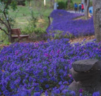 피나클랜드 불꽃놀이