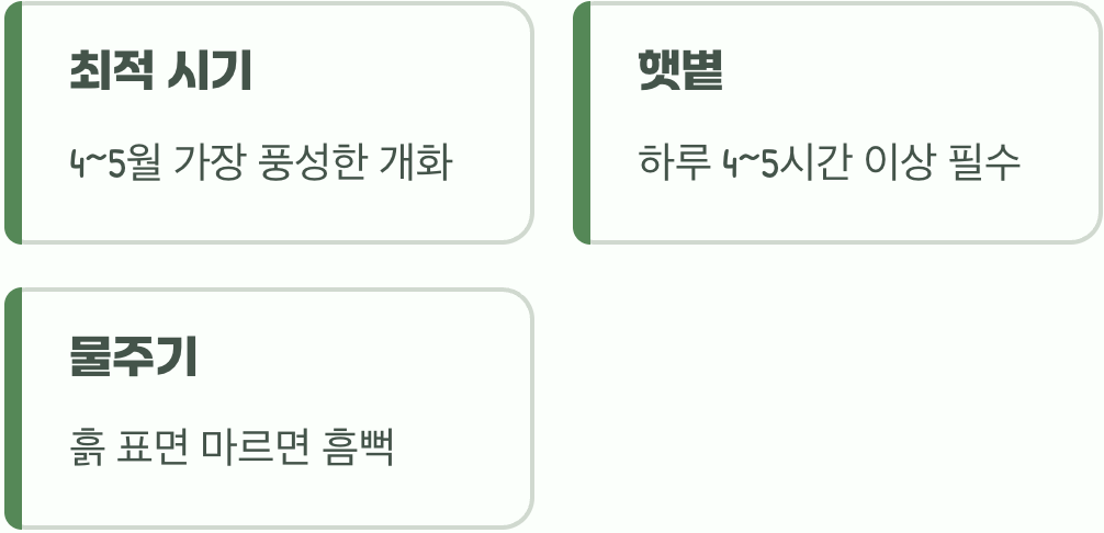 봄의 절정&amp;#44; 비올라의 전성기