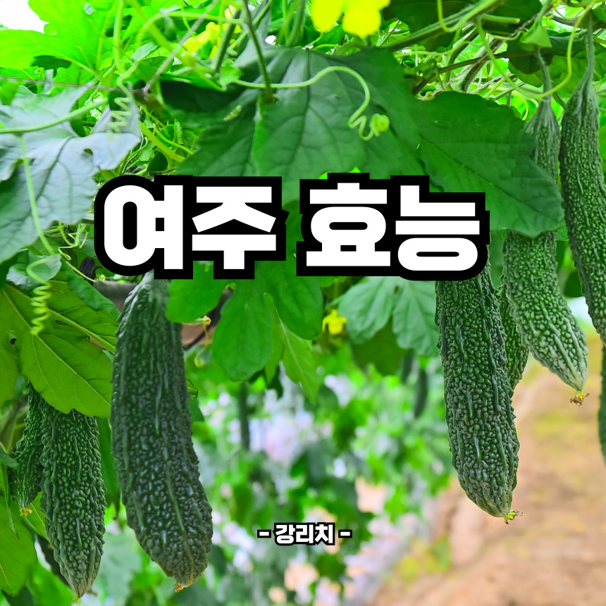 여주 효능