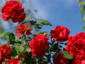 장미 색깔별 꽃말 개화시기 키우는법