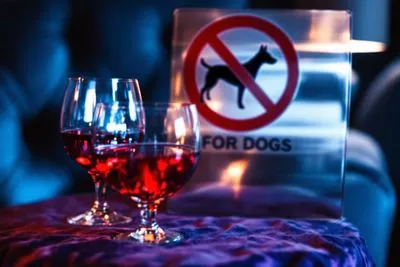 감자 싹의 독성 성분 이해하기