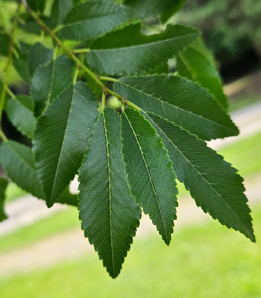 참느릅나무 잎