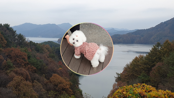 게으른 악어-미니 비숑프리제