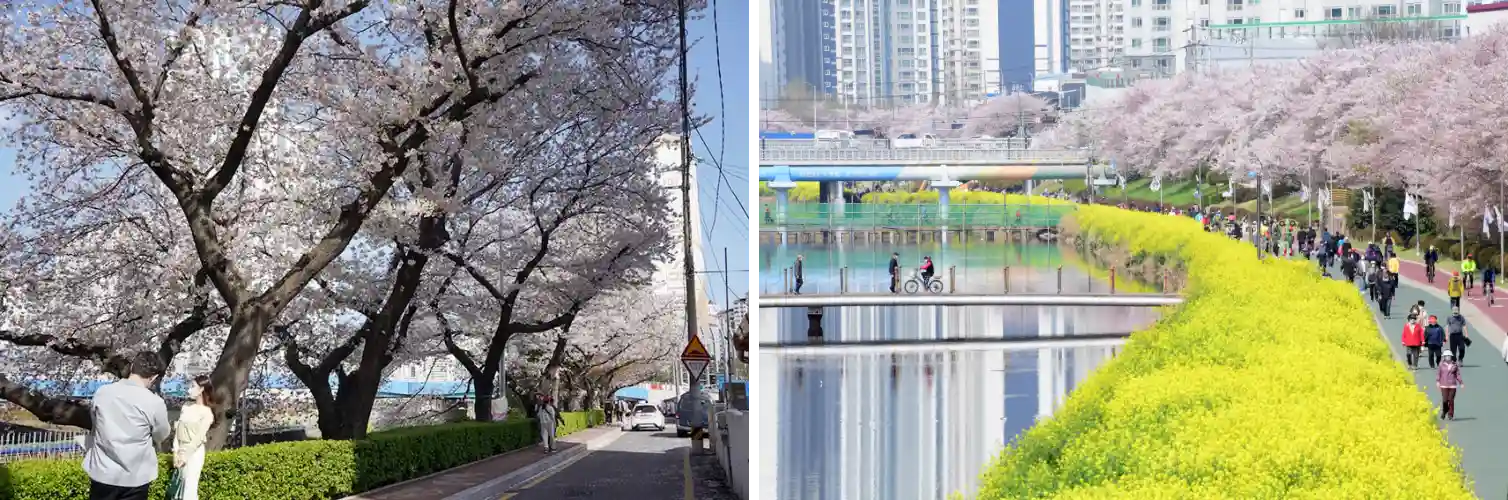 동래 온천천 벚꽃길 사진