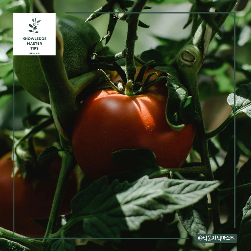 아스피린 녹인 물, 특정 식물에만 효과?