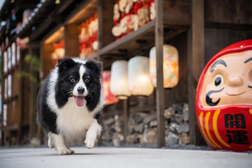인물의 눈동자를 정확하게 포착하는 오토포커스(AF) 성능