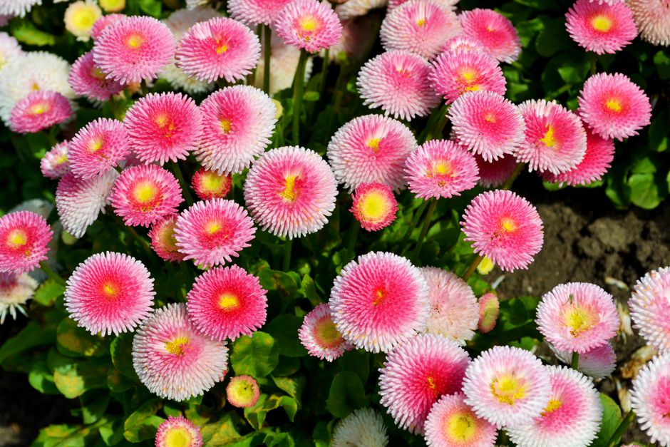 A beautiful meadow filled with bright pink and white Bellis flowers captured in Chester, England.