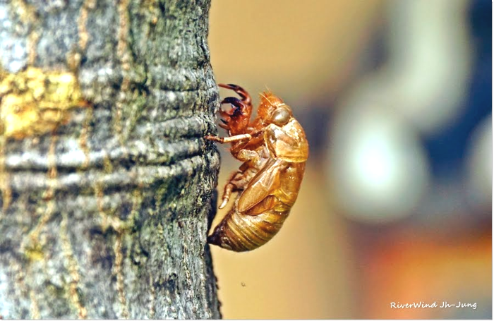 말매미, Korean Blackish Cicada 애벌레