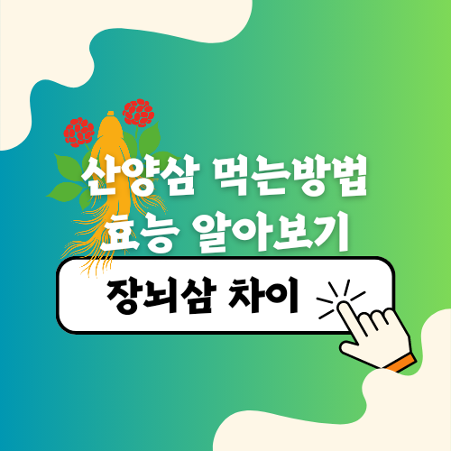산양삼 먹는방법 효능 장뇌삼 차이는?