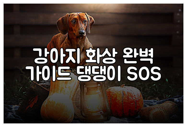 강아지 화상 완벽 가이드 댕댕이 SOS