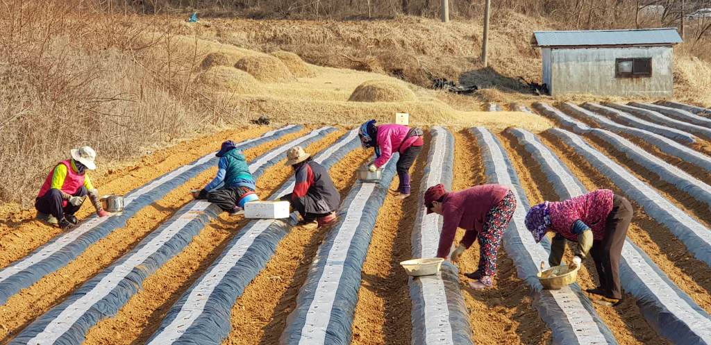밭농사 한 해를 한눈에 — 보리, 감자, 고구마, 순무, 고추까지 4