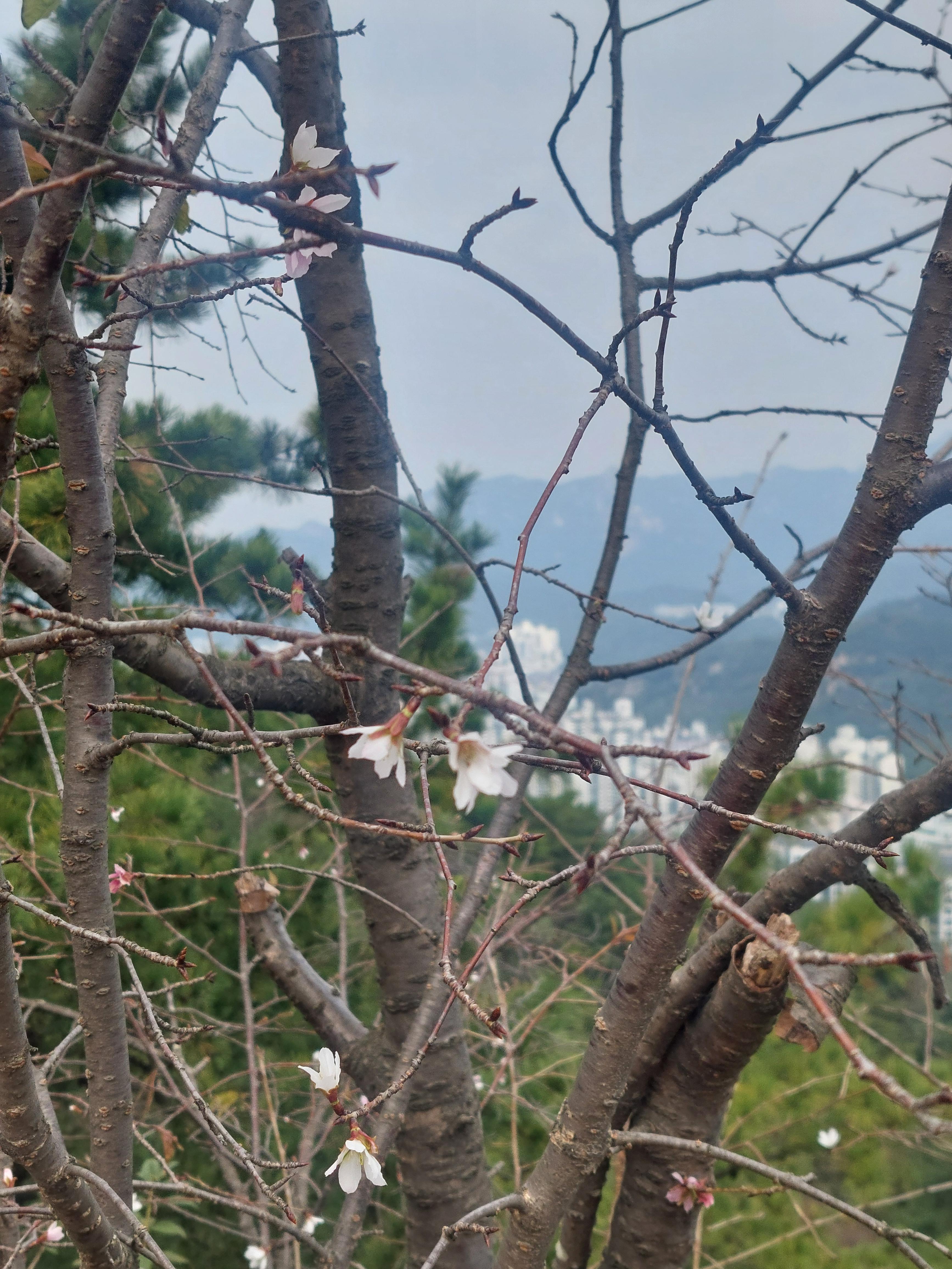 안산