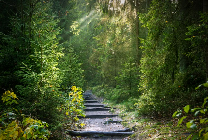 산림복지서비스이용권