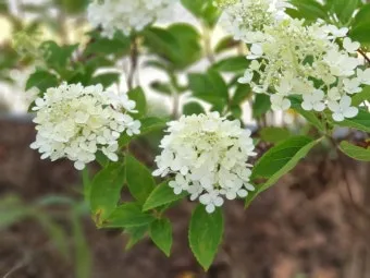 여름꽃 종류 모음 여름 꽃나무 추천 12가지 정리_13