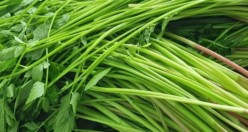 미나리 사진 - 001