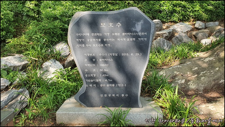 보호수-지정비