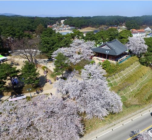 강릉 벚꽃