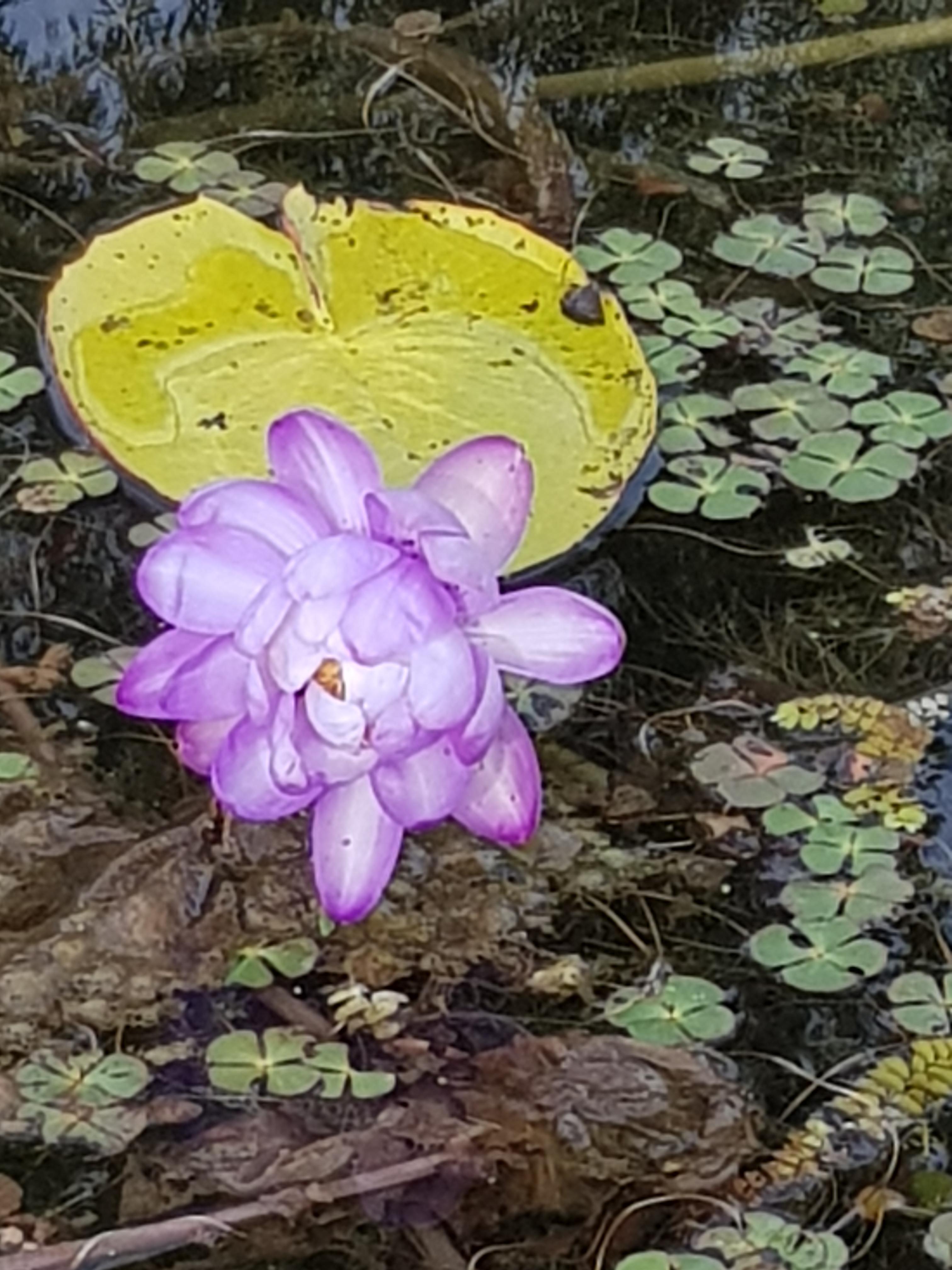 2026 사유원 매화축제 예약방법 총정리