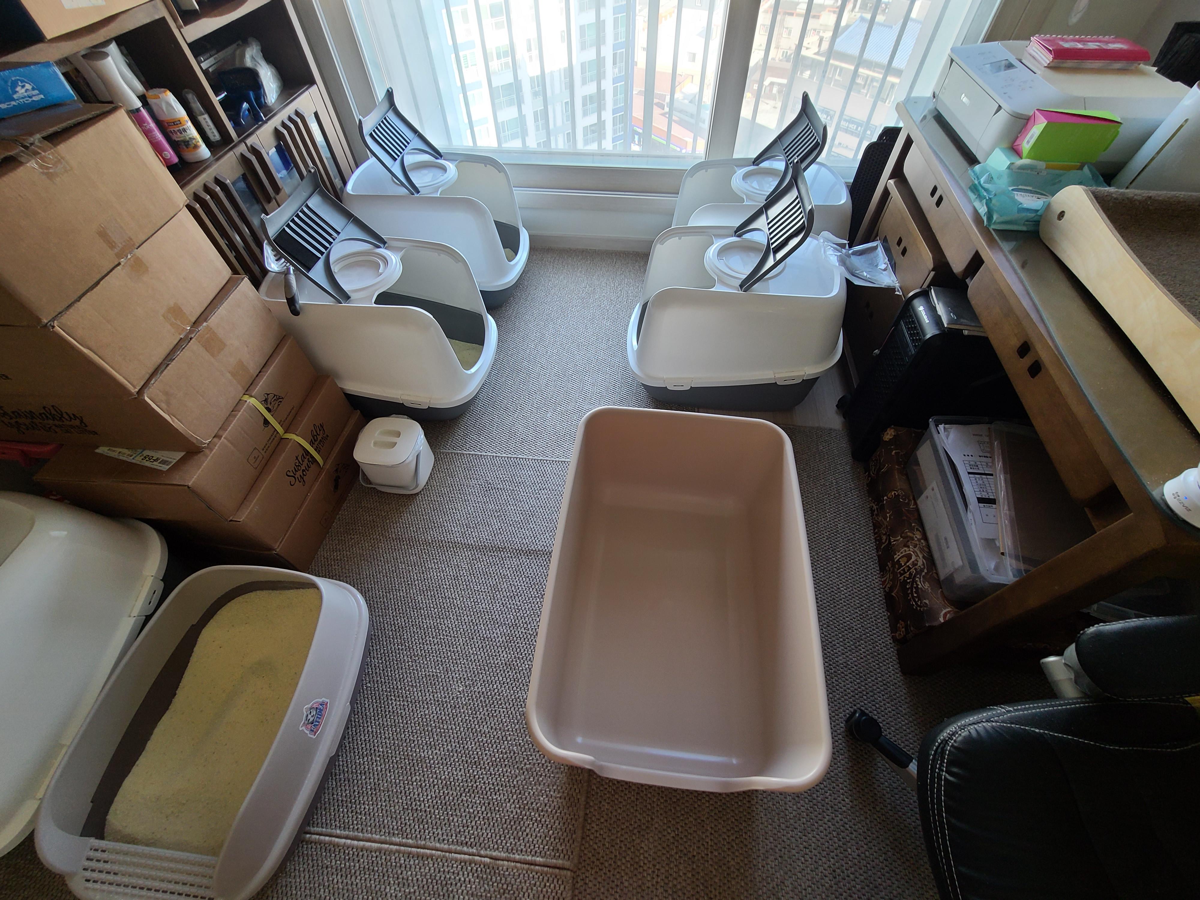 고양이 모래와 화장실의 중요성. 고양이 화장실 변천사