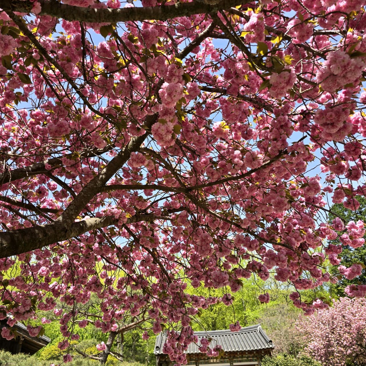 [4월 봄꽃 여행]순천 선암사❘진달래, 겹벚꽃, 홍매화, 개화시기