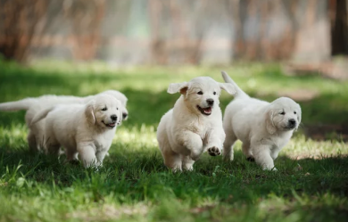 Golden Retriever/출처:어도비스톡
