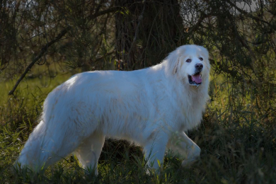 성견 그레이트 피레니즈 웃는 사진