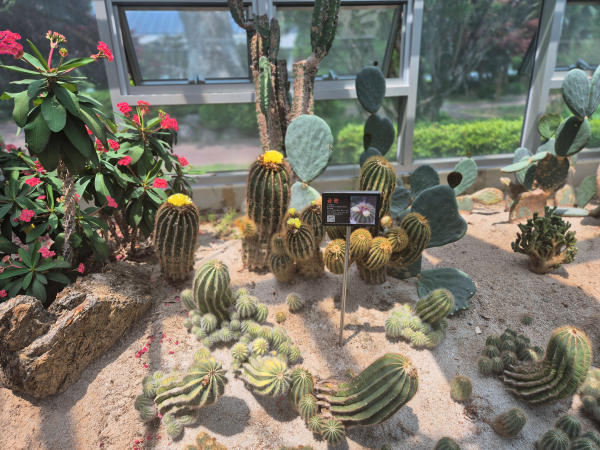 노란 꽃을 피운 선인장과 붉은 꽃이 핀 다육식물