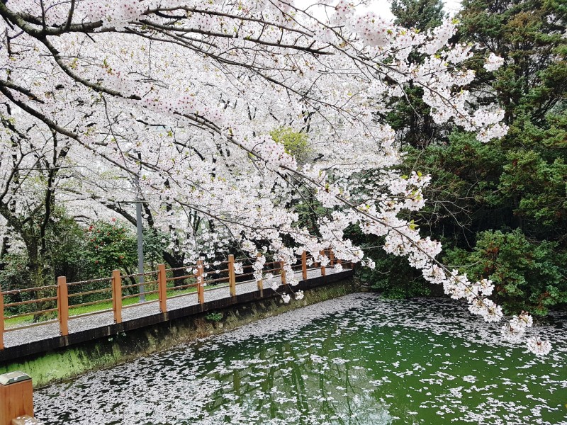 벚꽃 개화시기 2023