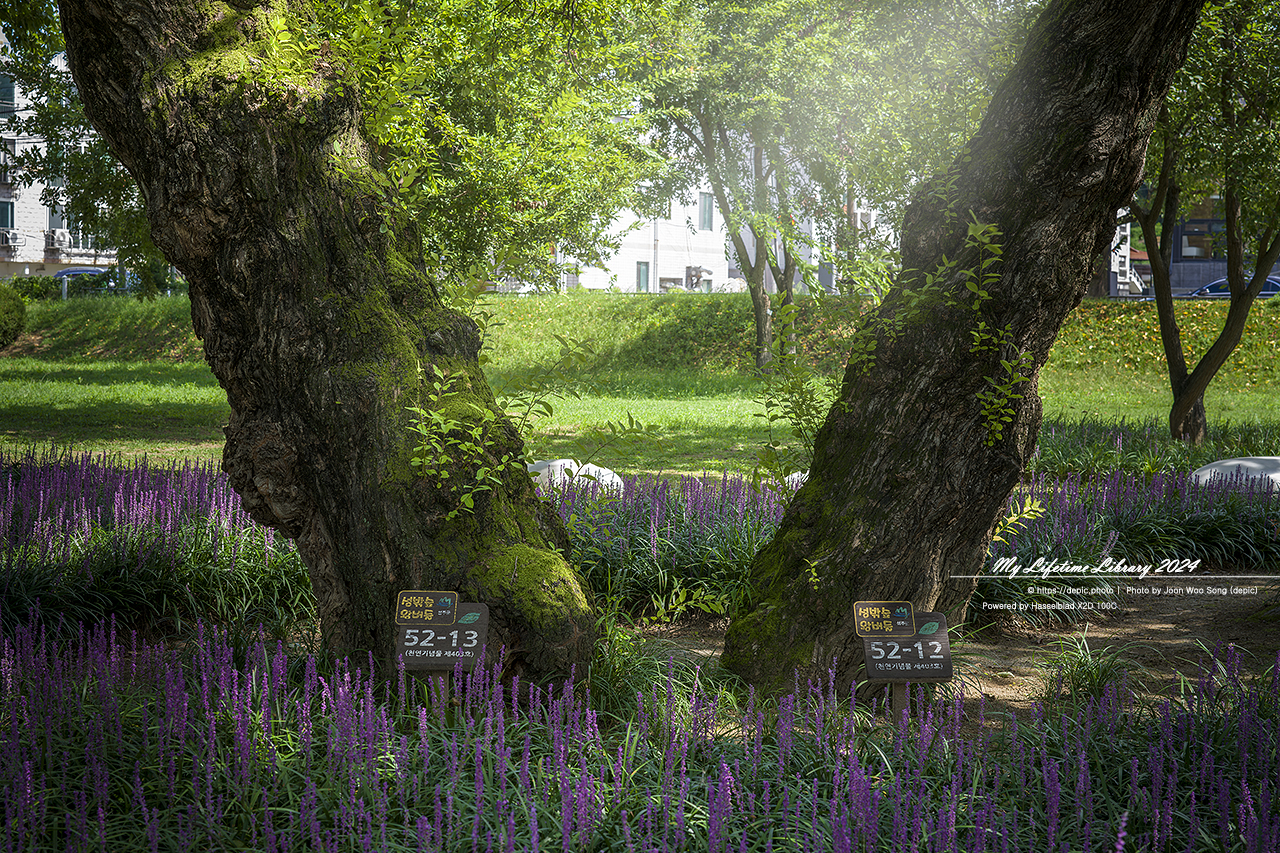 성주 성밖숲 맥문동 여름 나무