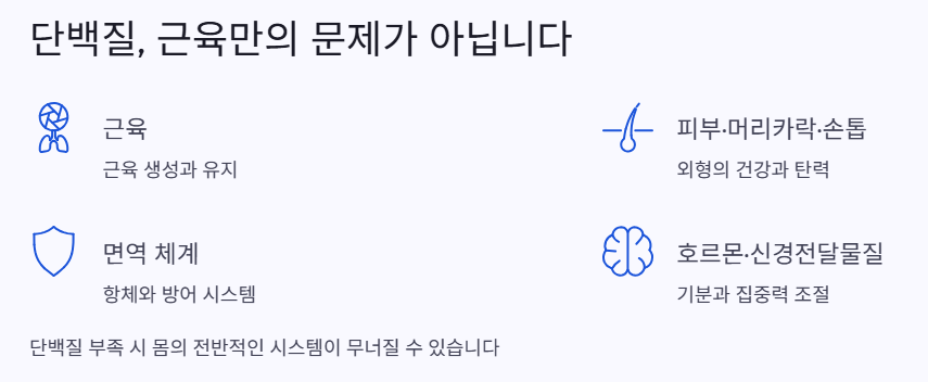 단백질