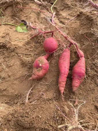 고구마캐는시기 딱 3가지 신호만 보세요 보관법까지 총정리로_29