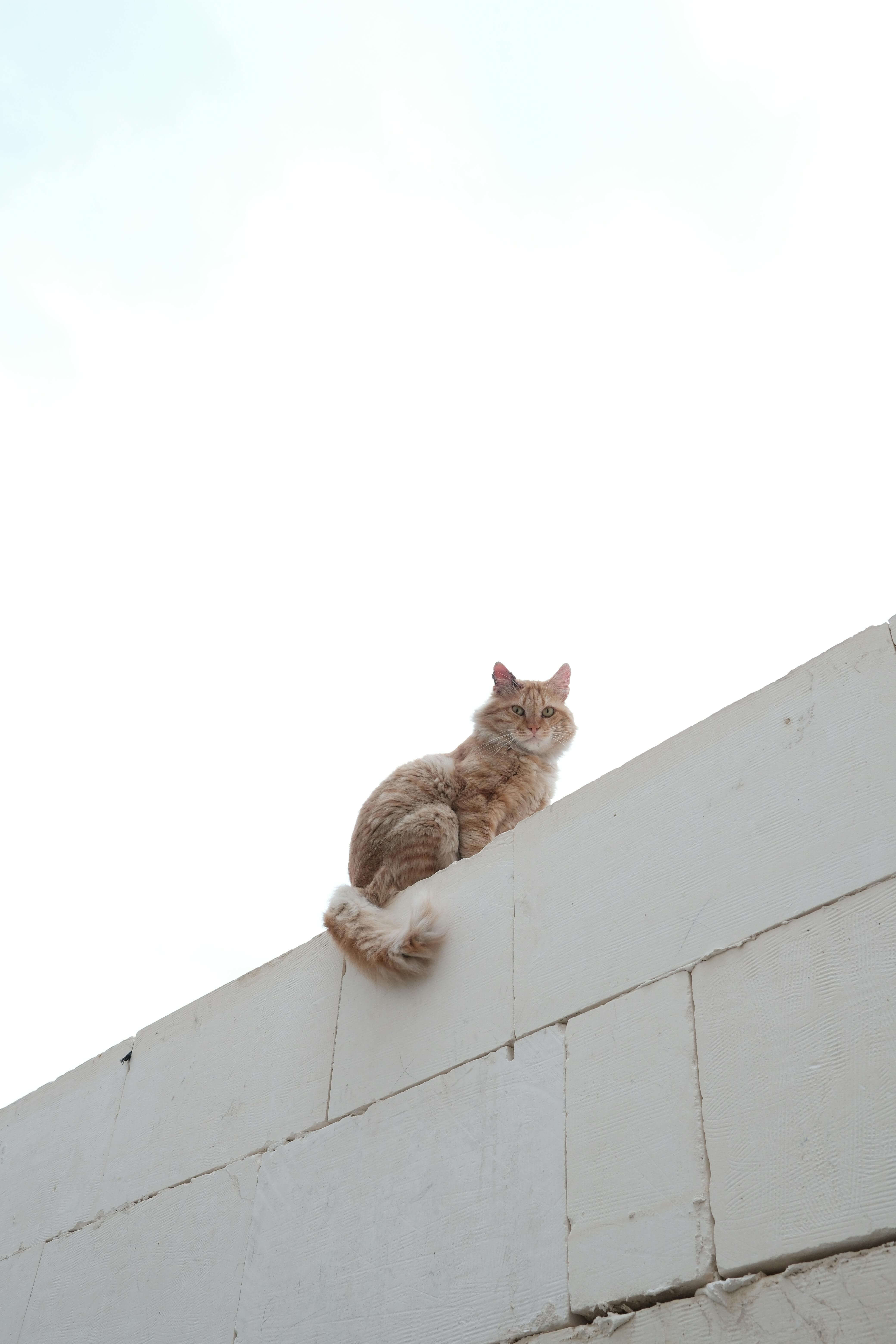 한국 야생 고양이 삵의 사회 구조 연구 — 단독 생활 속 감춰진 미세한 사회성 패턴