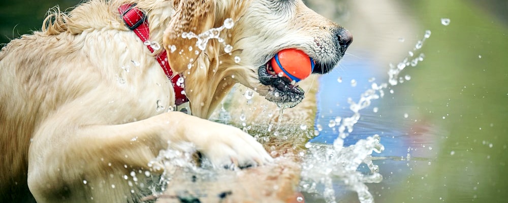 강아지 혼내는 방법 6