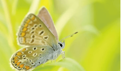 함평 나비축제 기간 및 입장료