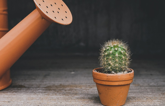 흙 없이 키우는 식물