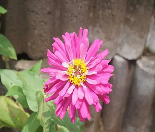 강주해바라기마을