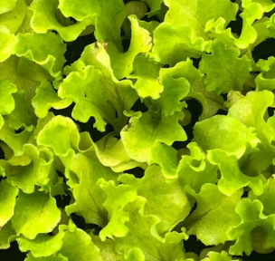 불안장애에 좋은 음식 영양제 식단