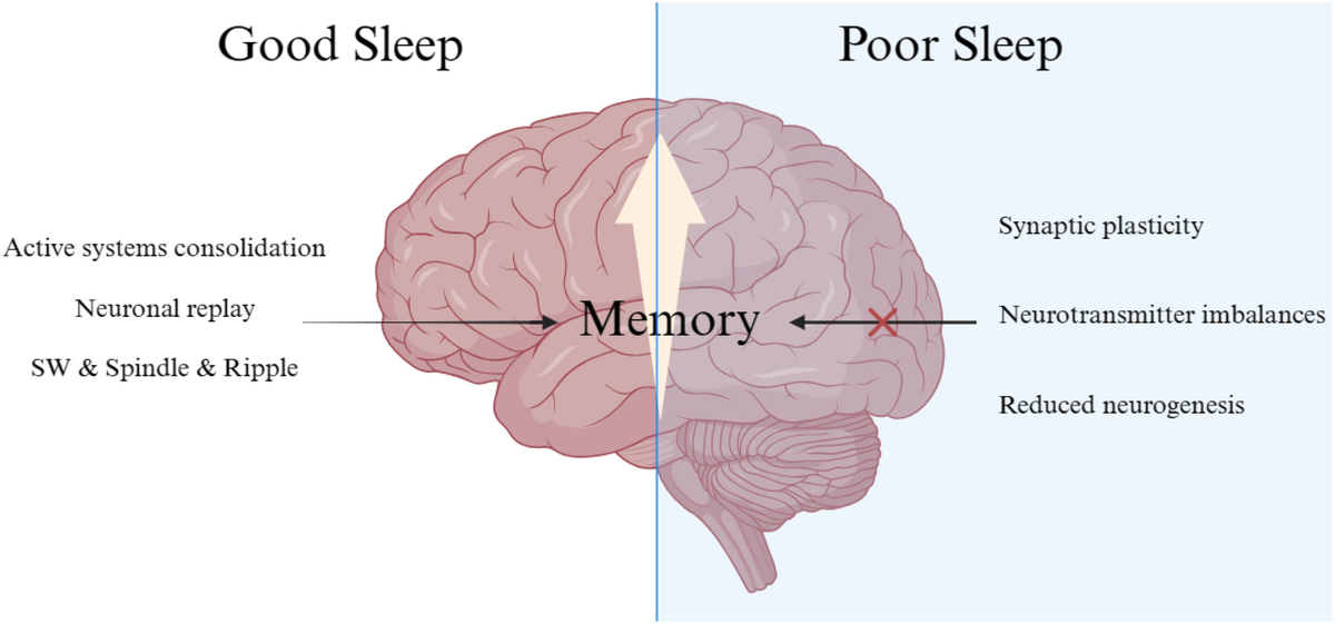 두뇌 발달에 꼭 필요한 수면